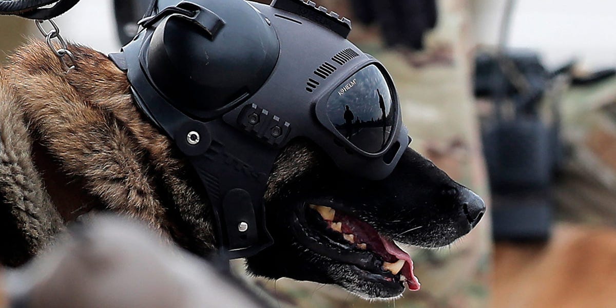 Perros de guerra 'mejorados' con genética: el polémico plan de 200 millones