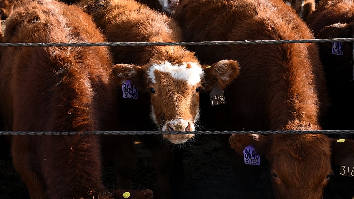 Roban 48 vacas por 75.000 euros en Alemania: ¿bandas organizadas al acecho?