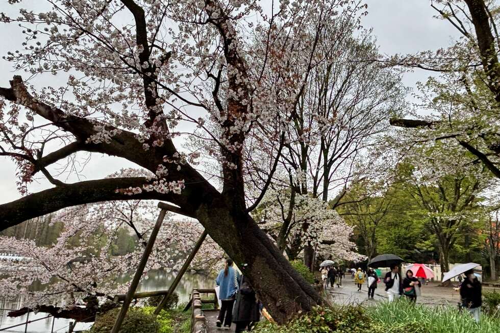 Cerezos de Tokio caen en plena sakura: ¿fin de una tradición?