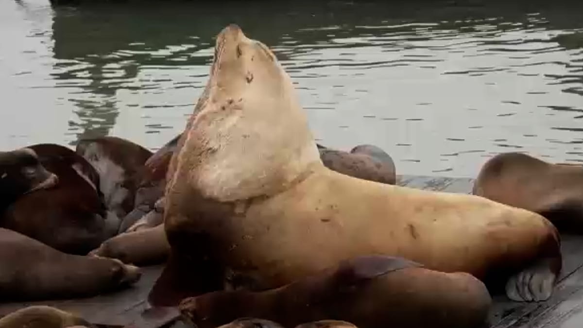 ¡Chonkers, el león marino gigante que para el tráfico en San Francisco!