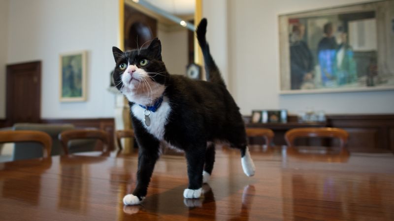 Muere Palmerston, el gato que fue estrella del Ministerio británico de Exteriores