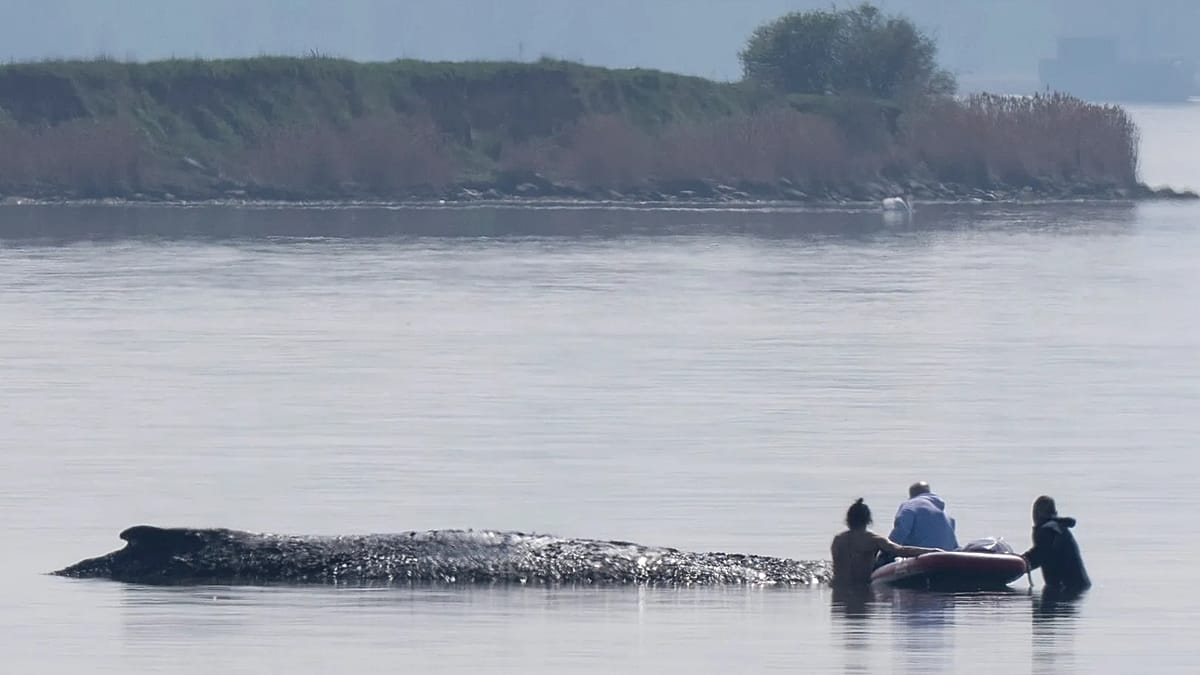 Timmy la ballena: el rescate pospuesto que mantiene en vilo a toda Alemania